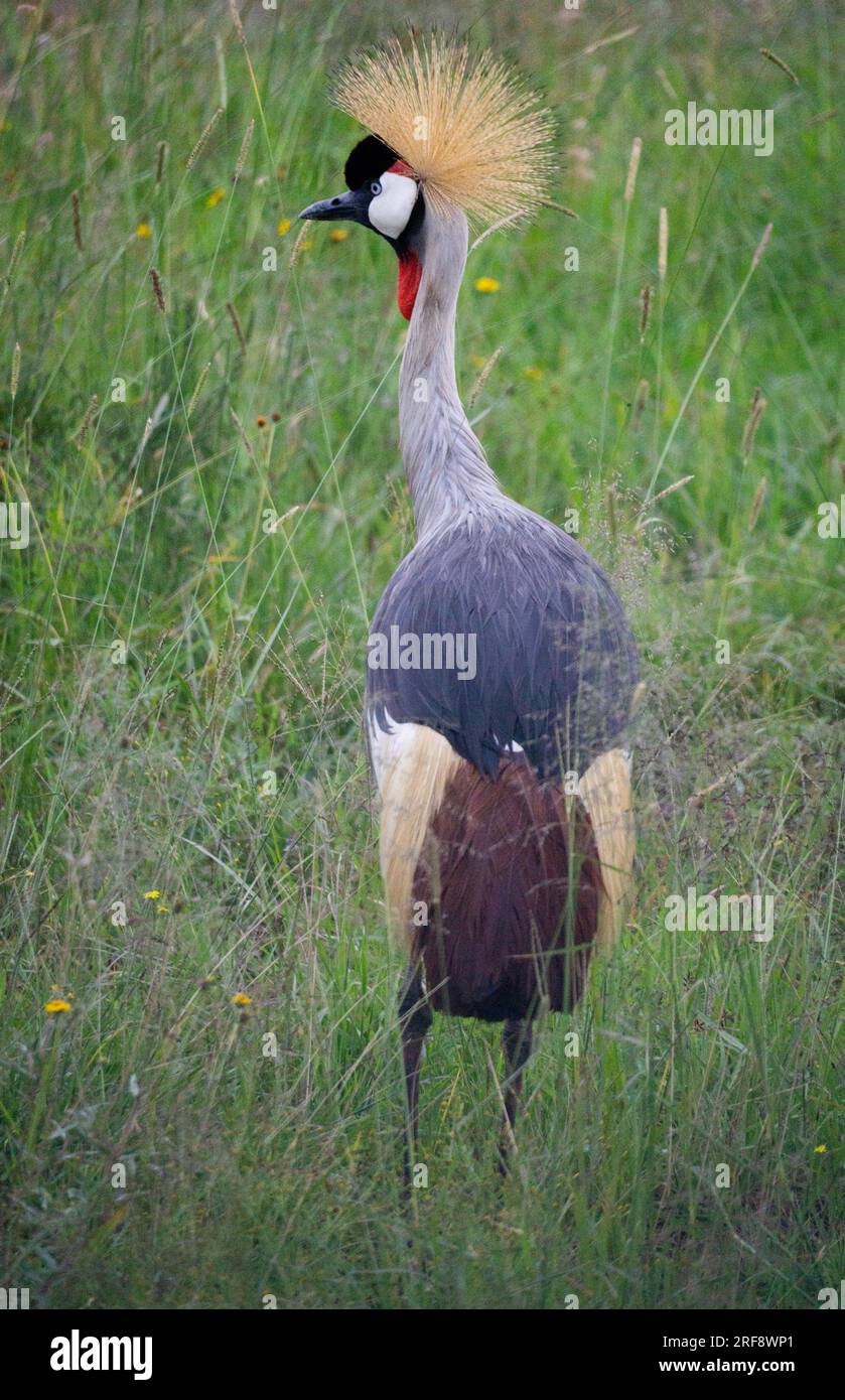 Gru coronata grigia (detta anche "gru ugandese") nel Parco nazionale di Nairobi, Kenya Foto Stock