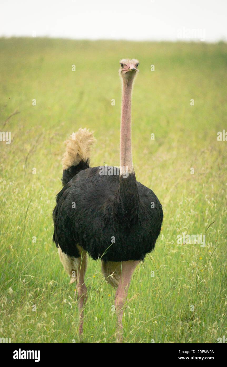 Struzzo comune maschio nel Parco Nazionale di Nairobi, Kenya Foto Stock