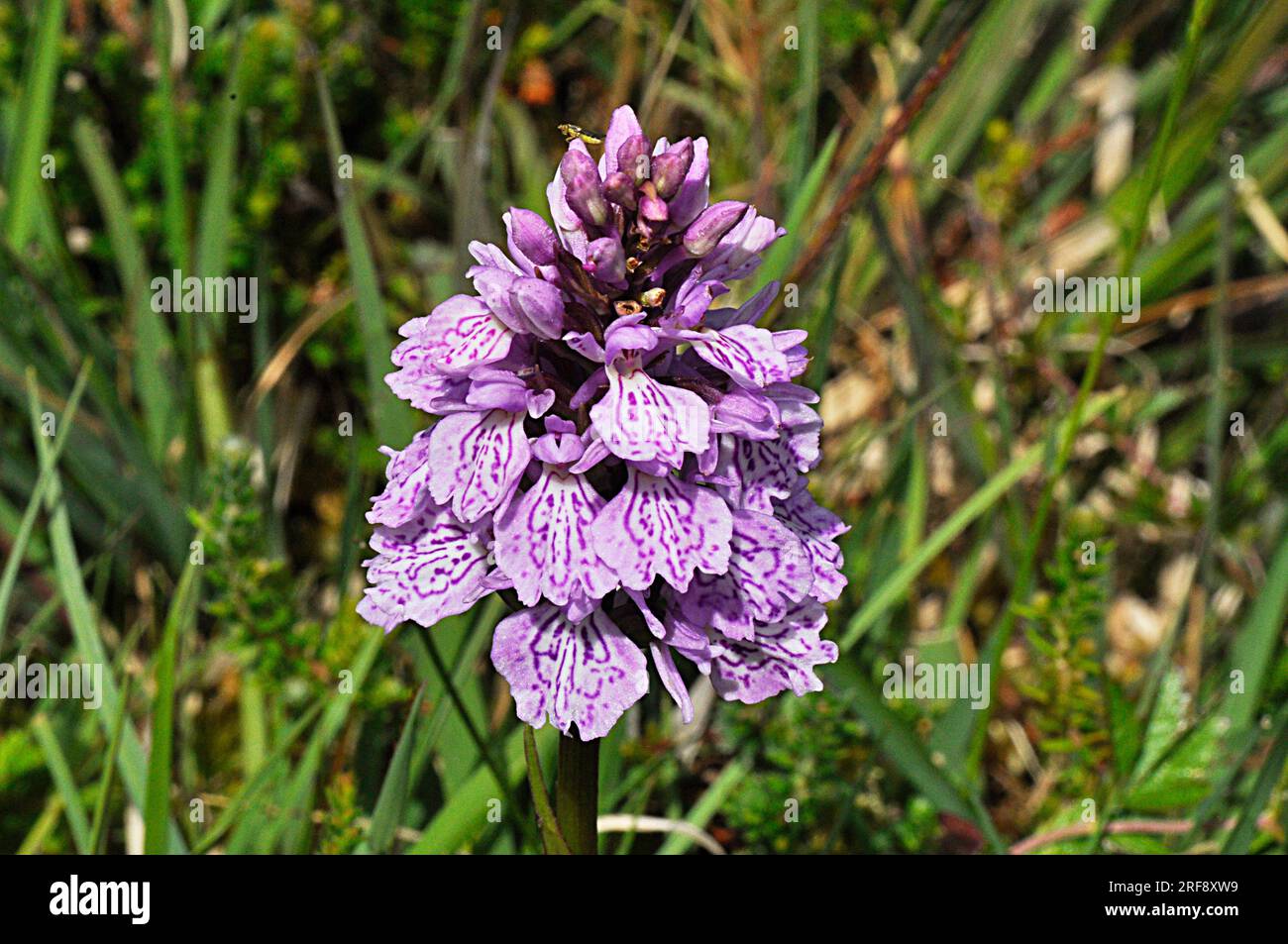 Orchidea macchiata 'Dactylorhiza maculata" da maggio a luglio, umida brughiera, New Forest, Hampshire, Regno Unito Foto Stock