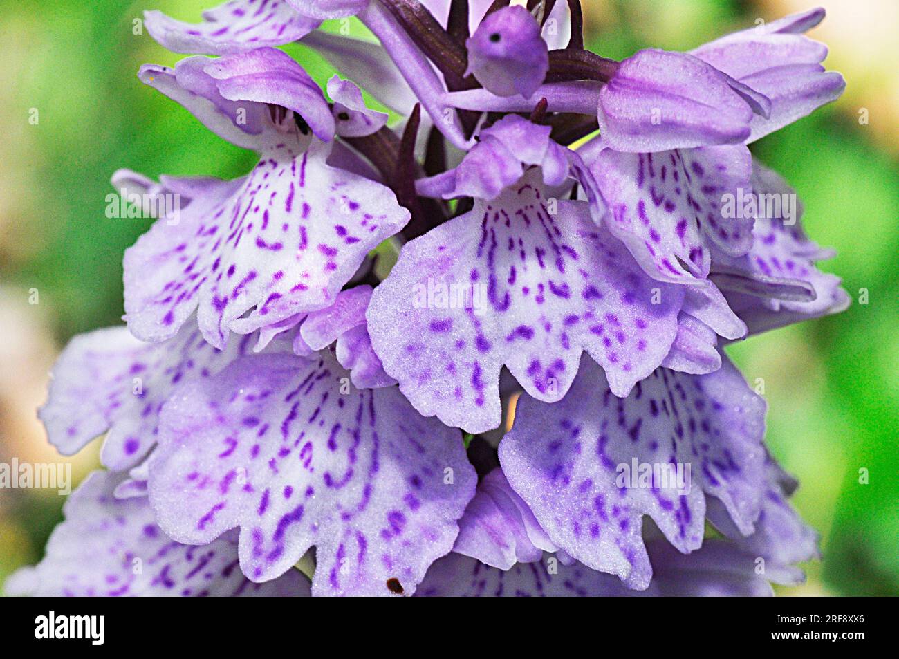 Orchidea macchiata 'Dactylorhiza maculata" da maggio a luglio, umida brughiera, New Forest, Hampshire, Regno Unito Foto Stock