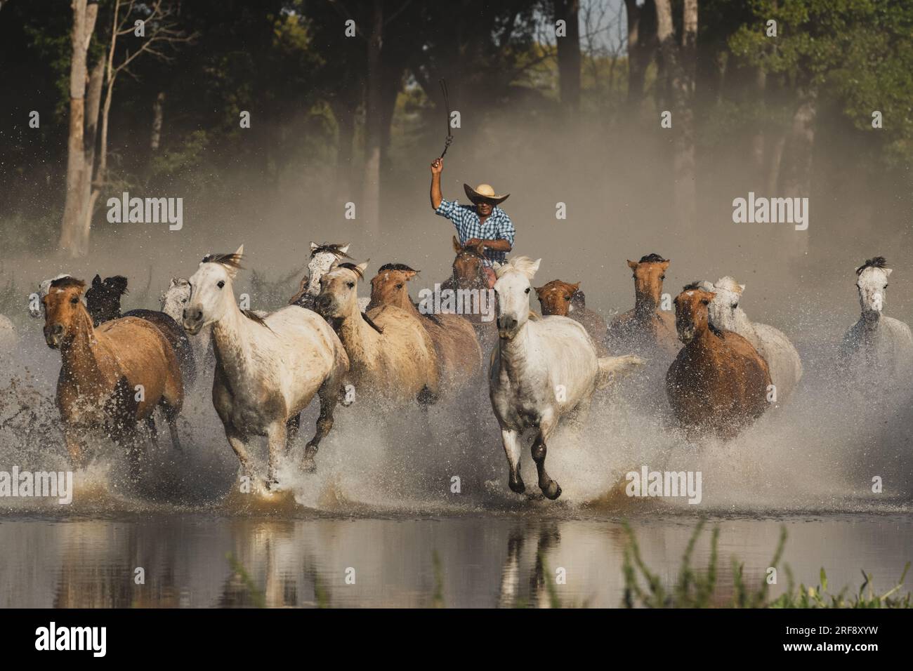 Pantaneiro cowboy che allevava cavalli, zone umide di Pantanal Foto Stock