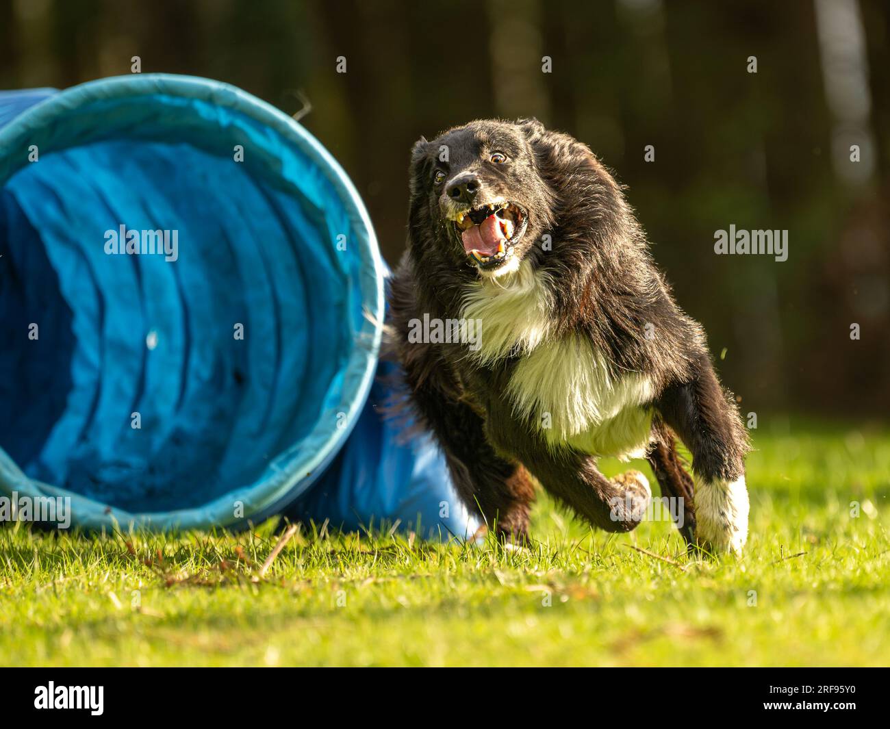 Un cane Collie di confine veloce sta attraversando un tunnel di agilità. Allenamento per una competizione sportiva Foto Stock