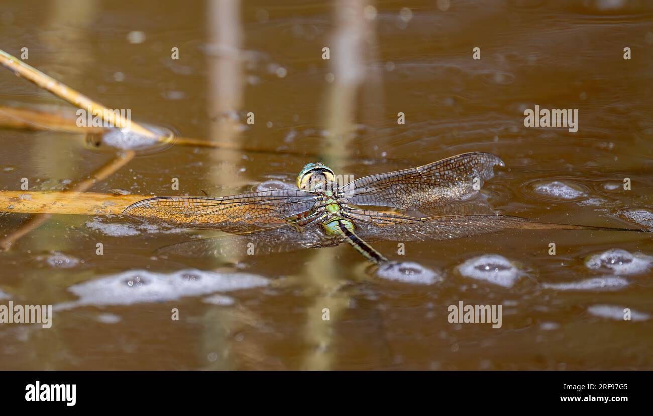 Un imperatore di Anax, dragonfly Imperatore, si trova incapace di volare dopo essere diventato acqua dislocata, RSPB Frampton Marsh, Lincolnshire, Regno Unito Foto Stock