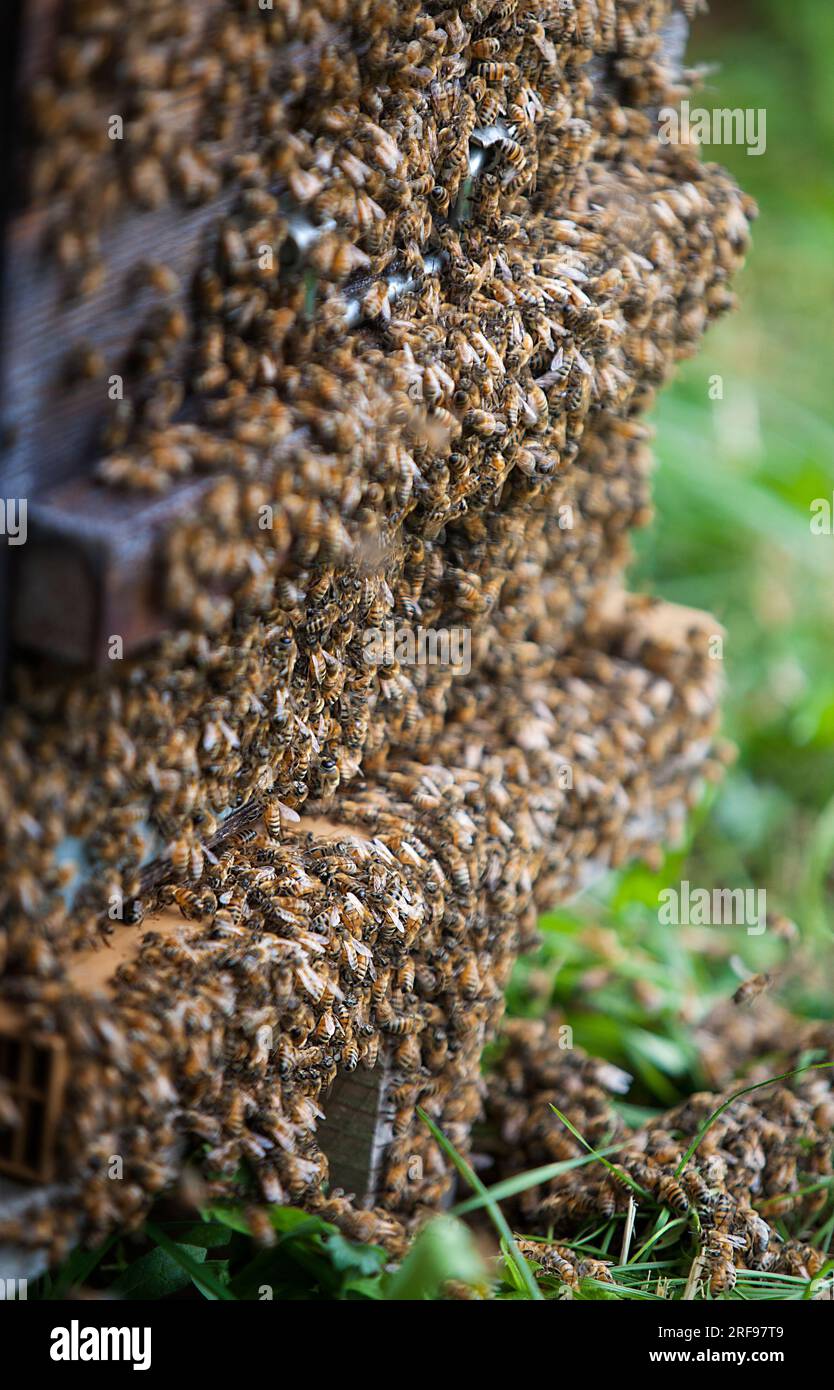 Le api vengono scacciate dai loro alveari mentre il loro miele viene raccolto. Foto Stock