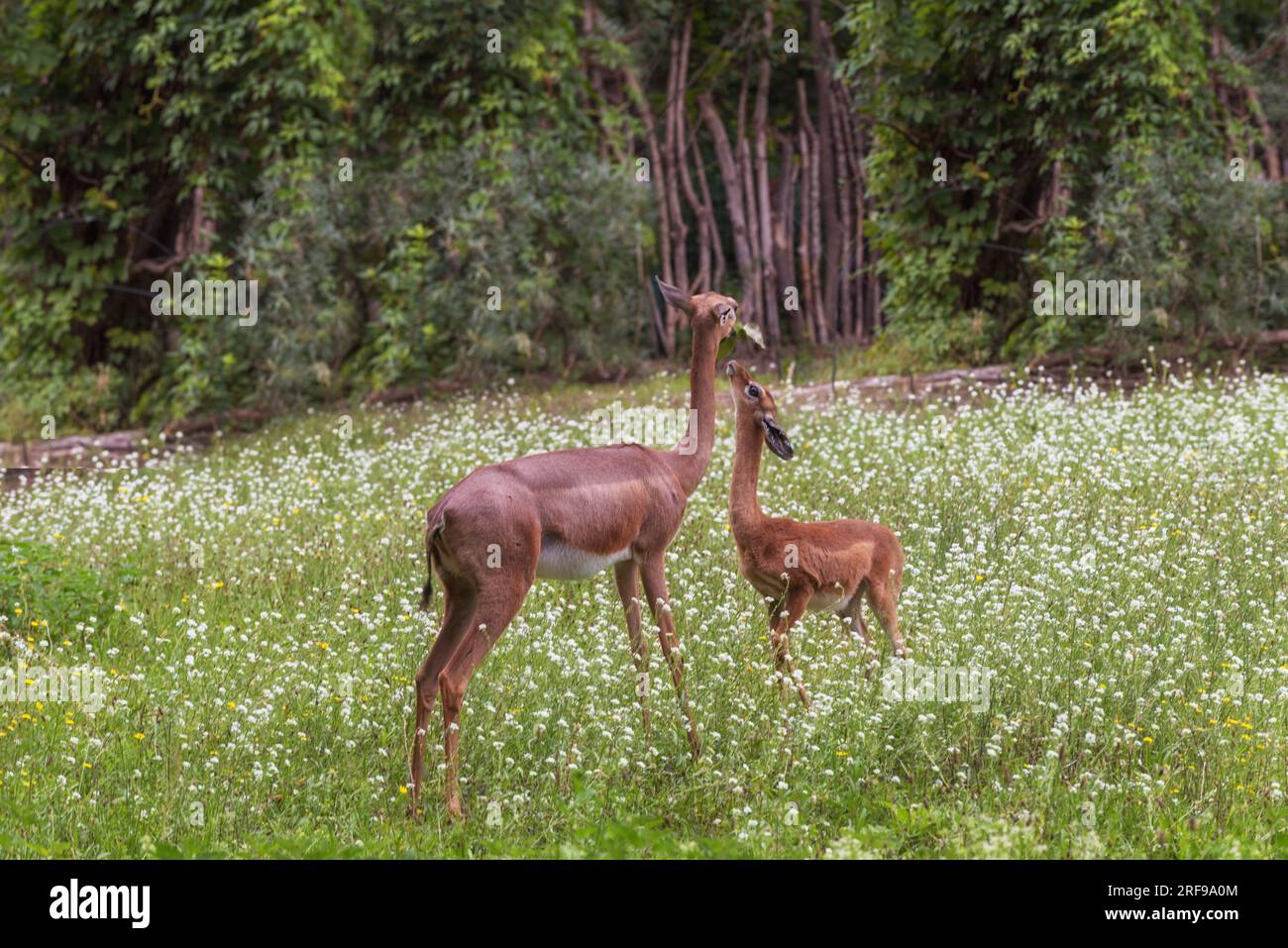 Gerenuk meridionale, Litocranius walleri, la gazzella di giraffa, un'antilope di medie dimensioni dal collo lungo. Animali esotici. Madre e bambino. Paesaggio estivo Foto Stock