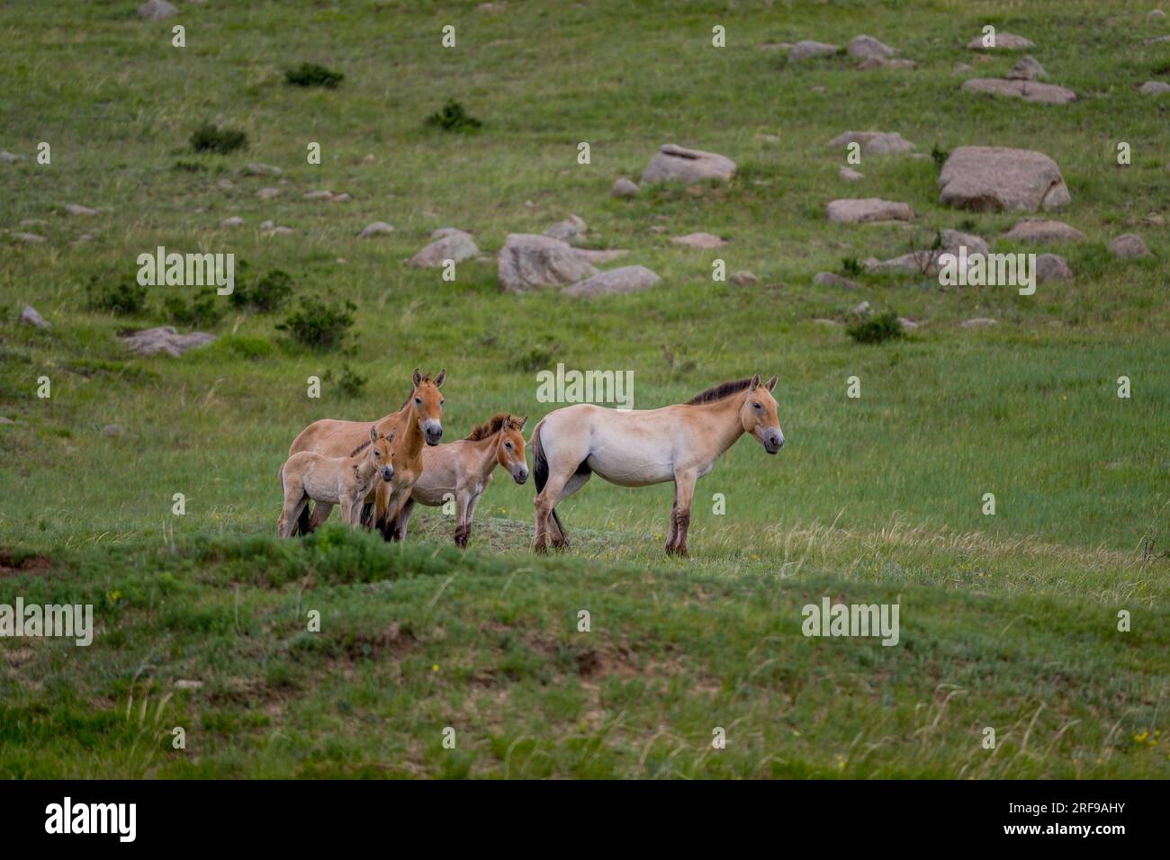 Un branco di cavalli Przewalski (Takhi) con puledri, una specie a rischio di estinzione, nel Parco Nazionale Hustain Nuruu, Mongolia. Foto Stock