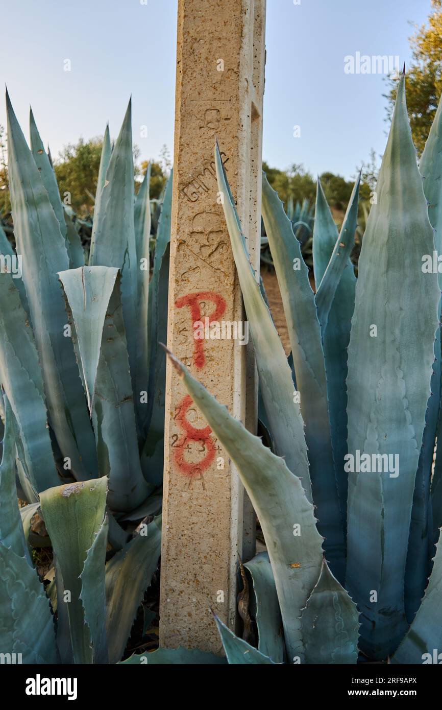 aloe vera in giardino Foto Stock