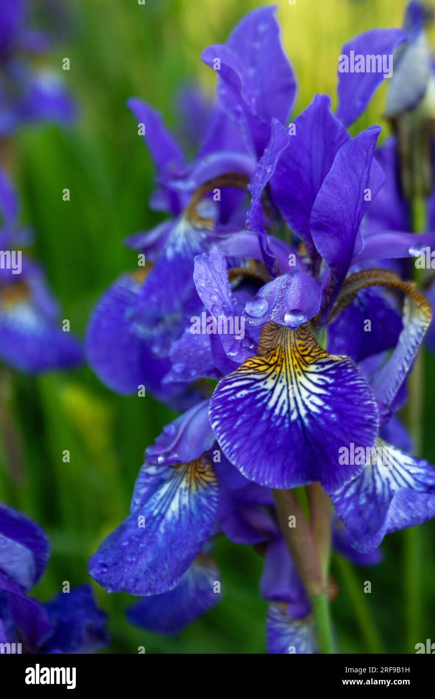 Iris blu che cresce sul lato della strada a Stary Smokovec in Slovacchia in Europa Foto Stock