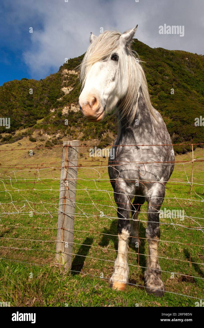 Cavallo in un campo nella regione del Capo Orientale dell'isola del Nord in nuova Zelanda Foto Stock