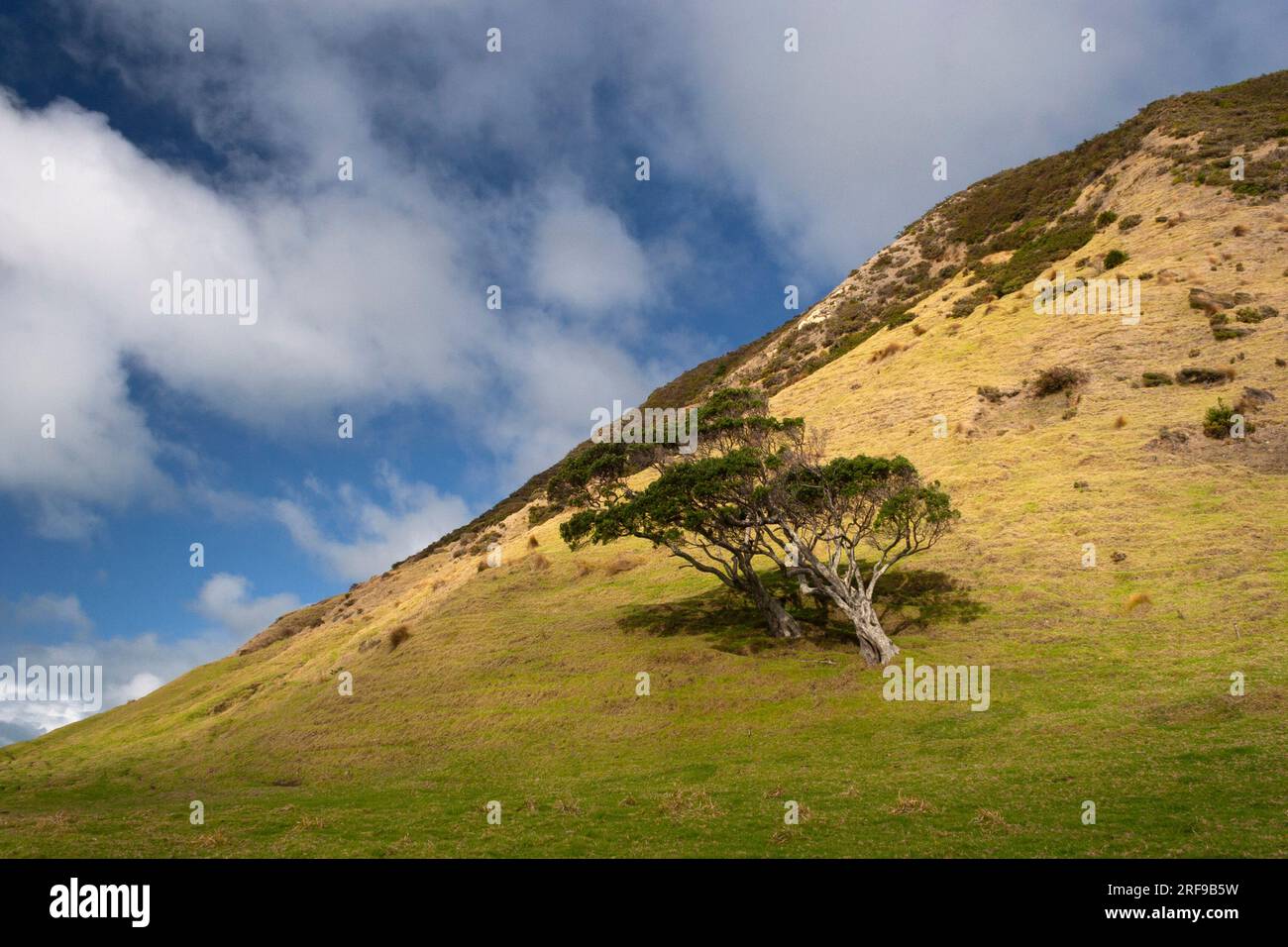 Alberi sul lato della collina nella regione del Capo Orientale dell'isola settentrionale della nuova Zelanda Foto Stock