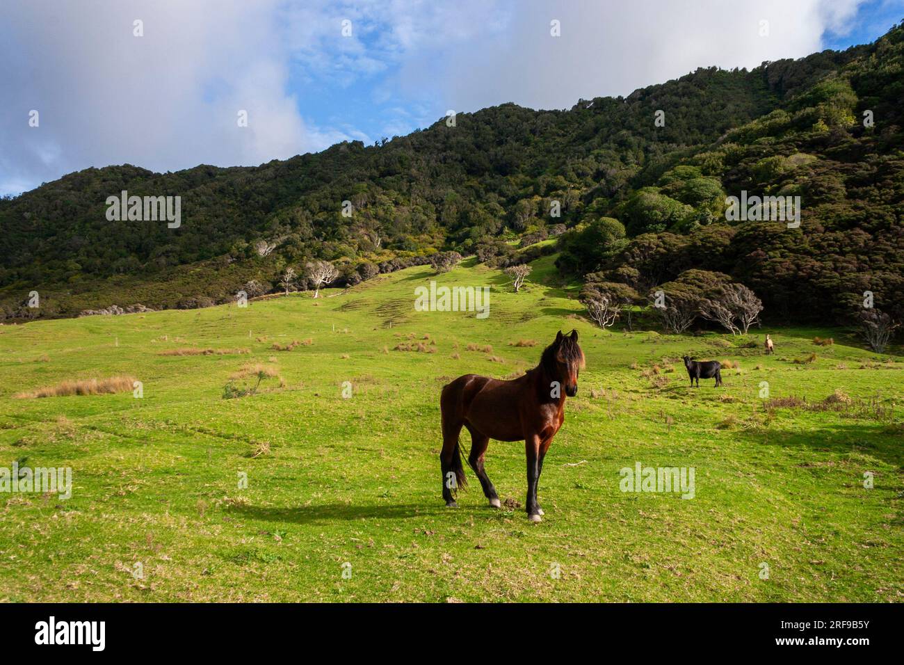 Cavallo in un campo nella regione del Capo Orientale dell'isola del Nord in nuova Zelanda Foto Stock