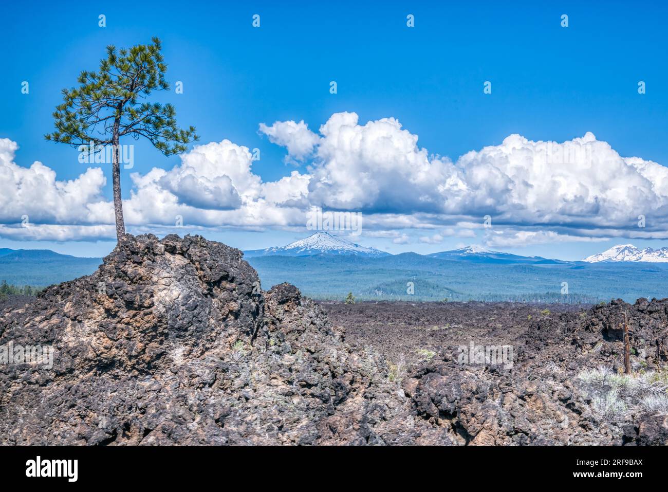 Lone Pine Tree sorge nei campi di lava del Lava Lands State Park a Bend, Oregon Foto Stock