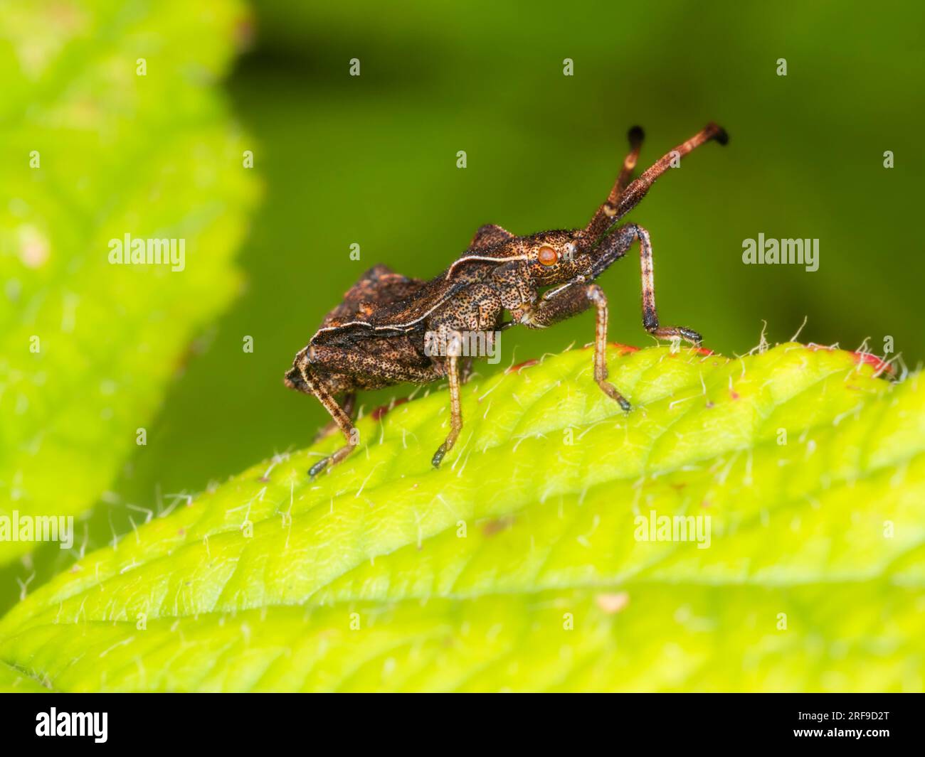 Ultimo istar ninfa dello squashbug inglese Coreus marginatus , Dock bug Foto Stock