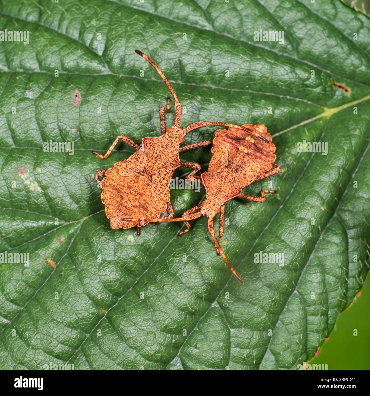 Le ninfe di ultima istanza dello squashbug britannico Coreus marginatus, Dock bug Foto Stock