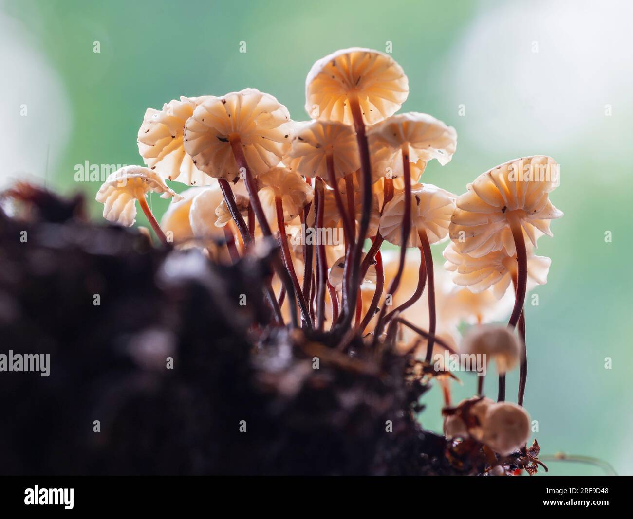 Parte inferiore del piccolo fungo paracadute con colletto, Marasmius rotula, un saprofita britannico su ramoscelli e legno caduto. Foto Stock