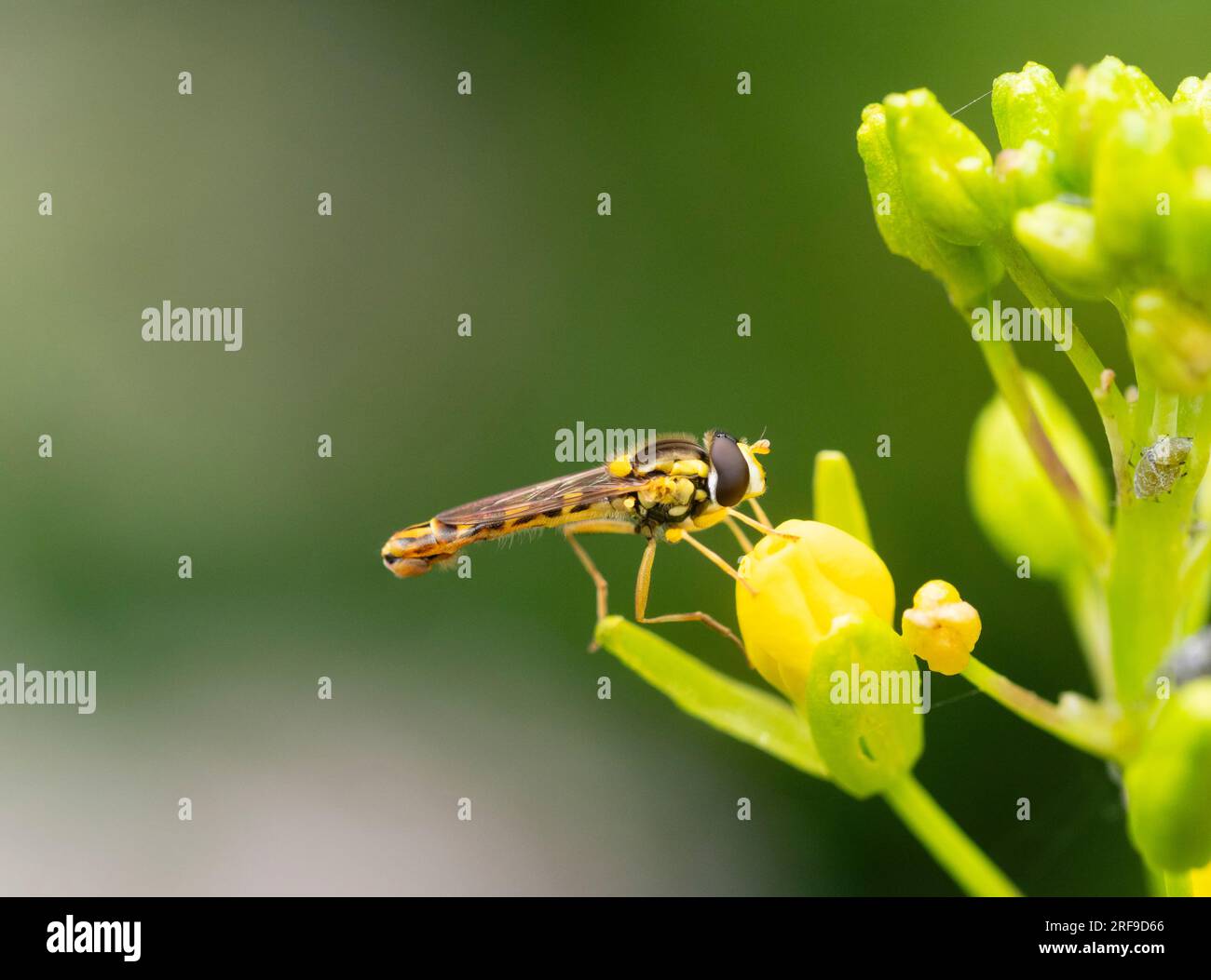 Colorazione gialla e nera di un hoverfly maschio britannico, Sphaerophoria scripta, che si nutre di un fiore di senape Foto Stock