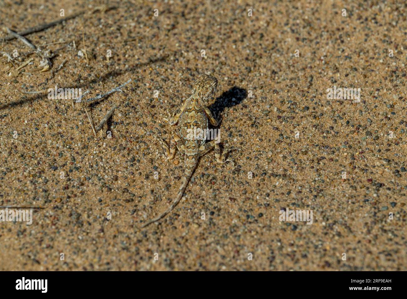 Una lucertola agama (Phrynocephalus versicolor) ben camuffata sul terreno sabbioso vicino alle dune di sabbia di Hongoryn Els nel deserto del Gobi Foto Stock