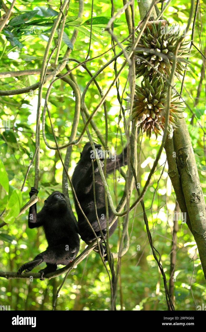 I macachi a cresta nera di Sulawesi (Macaca nigra) mangiano frutta di liana nella riserva naturale di Tangkoko Batuangus, Sulawesi settentrionale, Indonesia. La temperatura è aumentata nella foresta di Tangkoko e l'abbondanza complessiva di frutta è diminuita, secondo un team di scienziati guidati da Marine Joly, come pubblicato sull'International Journal of Primatology nel luglio 2023. "Tra il 2012 e il 2020, le temperature sono aumentate fino a 0,2 gradi Celsius all'anno nella foresta, e l'abbondanza complessiva di frutta è diminuita dell'1% all'anno", hanno scritto. Foto Stock