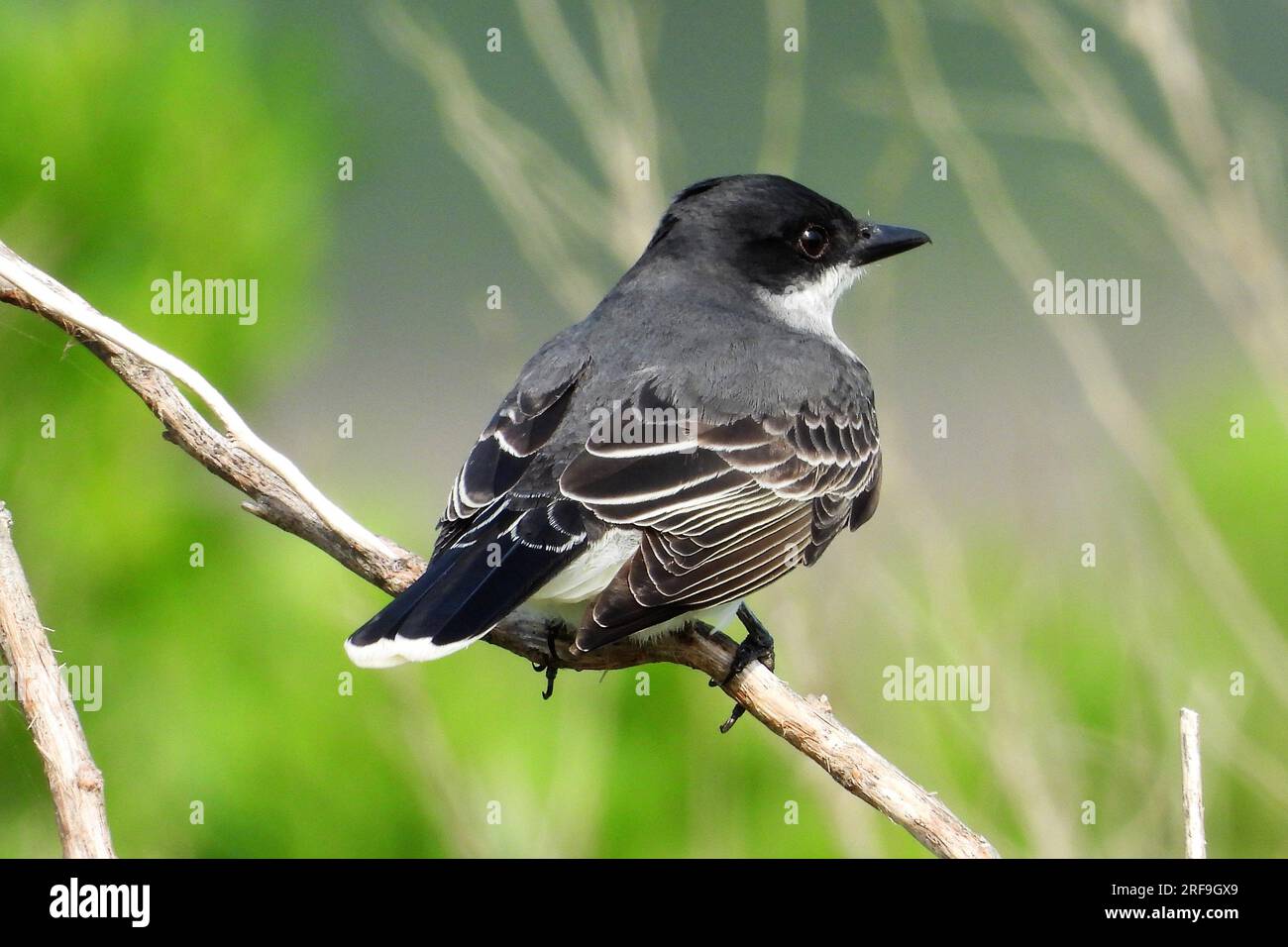 Kingbird orientale Foto Stock