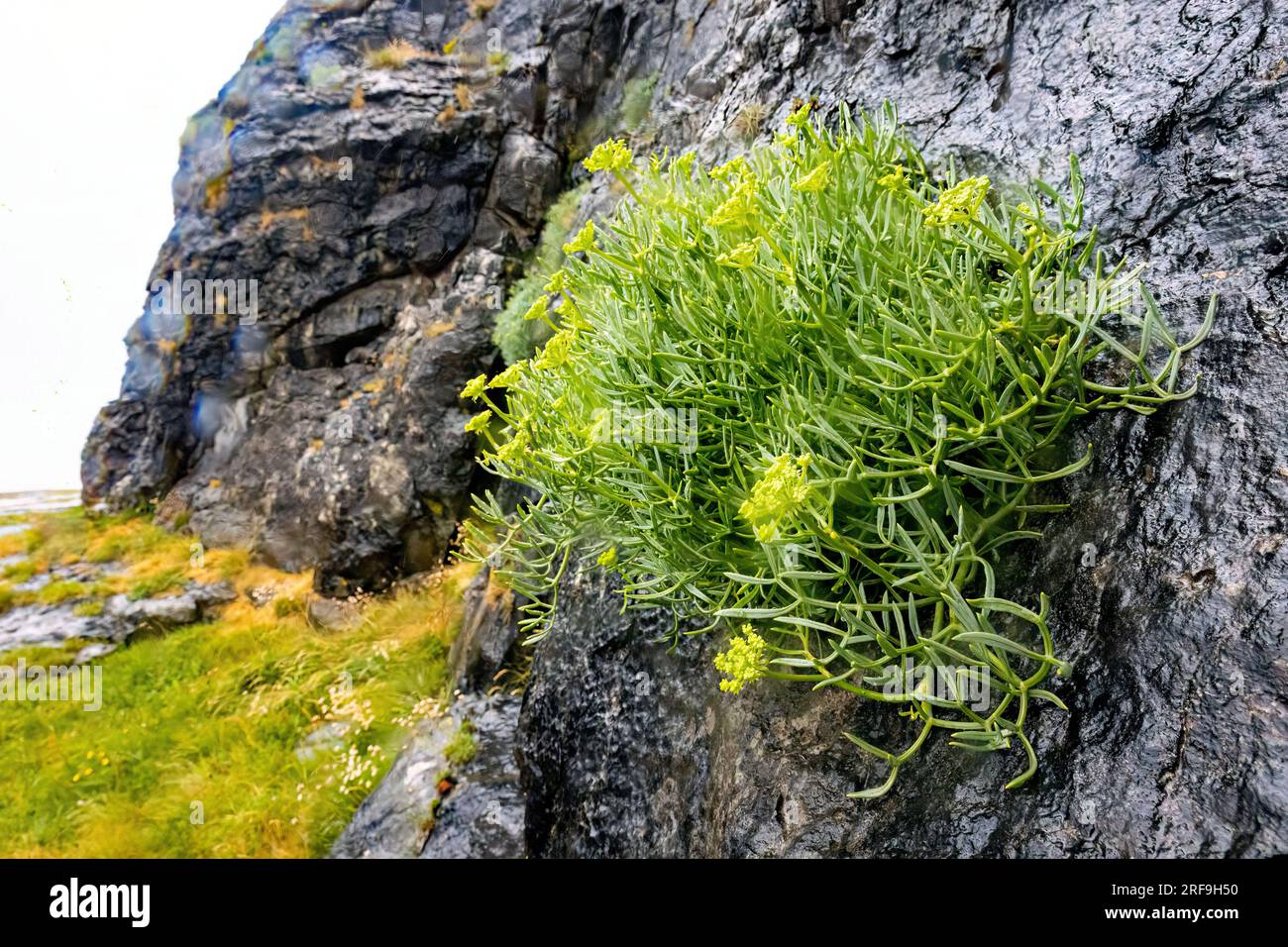 Paesaggio roccioso irlandese Burren all'aperto, vista sulla natura Foto Stock