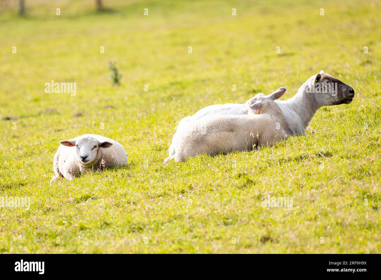 Pecore e agnello felici che si stendono sull'erba durante il giorno d'estate da vicino Foto Stock