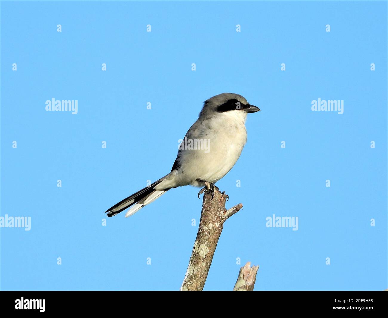 Shrike (macellaio) Foto Stock