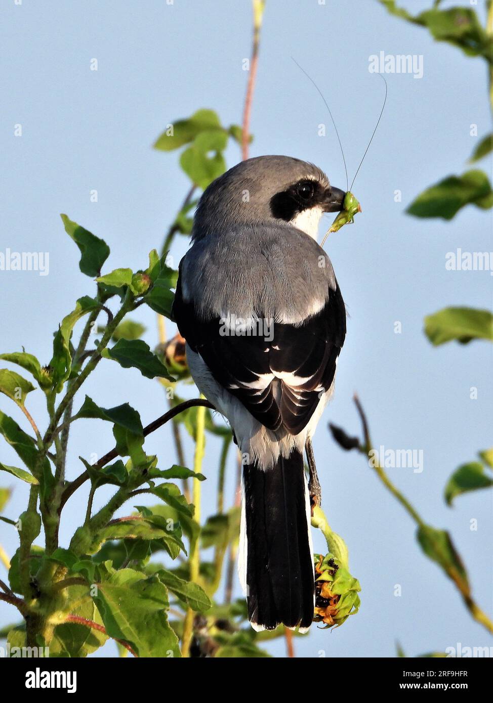 Shrike (macellaio) Foto Stock