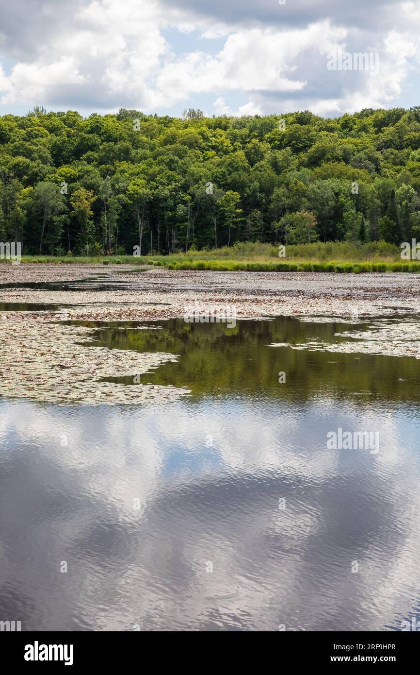 Vegetazione e foresta intorno a una palude in estate a Muskoka, Ontario Foto Stock