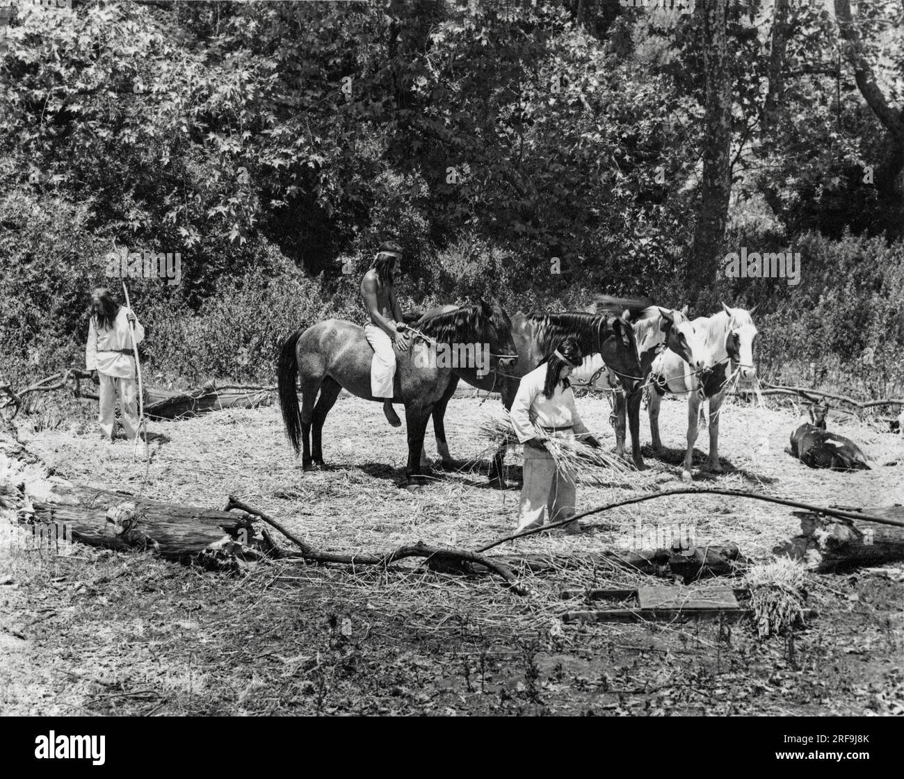 California: c. 1930 questi nativi americani della California usano cavalli per trebbiare il grano. Camminano sugli steli e schiacciano gli scafi che tengono i semi. Foto Stock