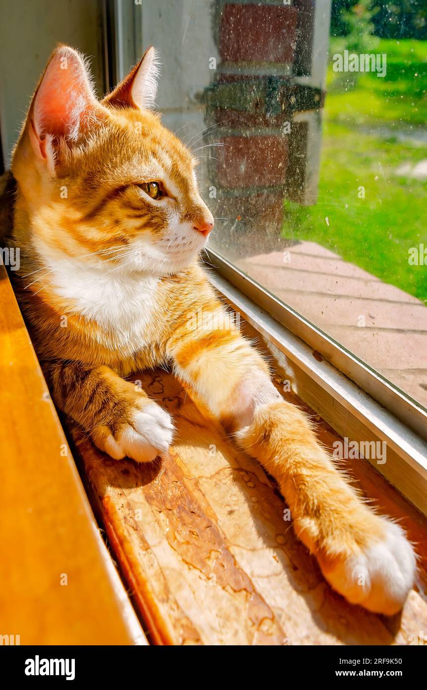Wolfie, un gattino arancione e bianco di 12 settimane, si trova in una finestra, il 2 luglio 2023, a Coden, Alabama. Gattini arancioni e bianchi, anche kn Foto Stock