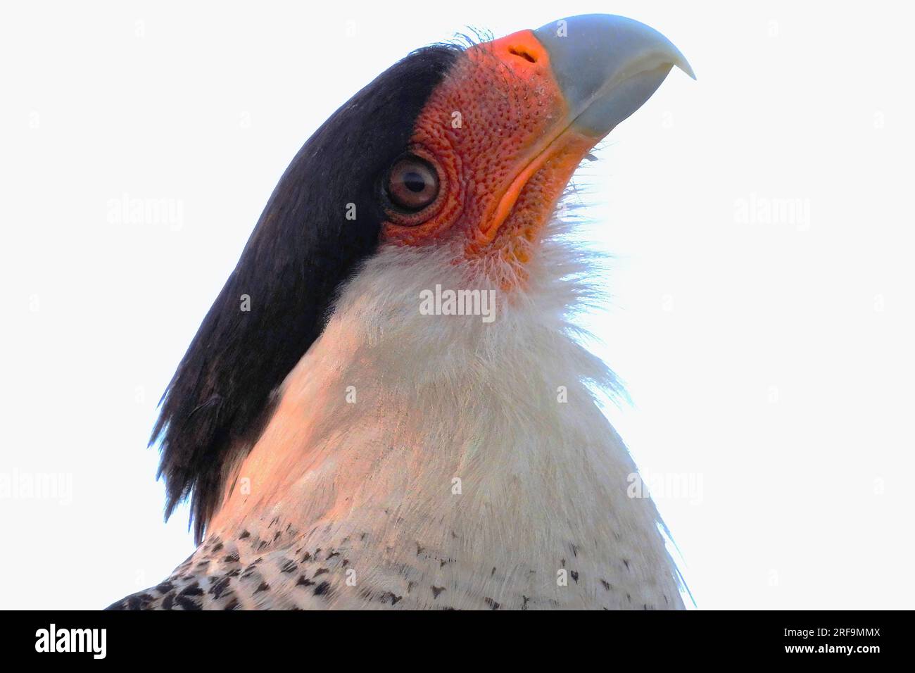 Northern Caracara crestato Foto Stock