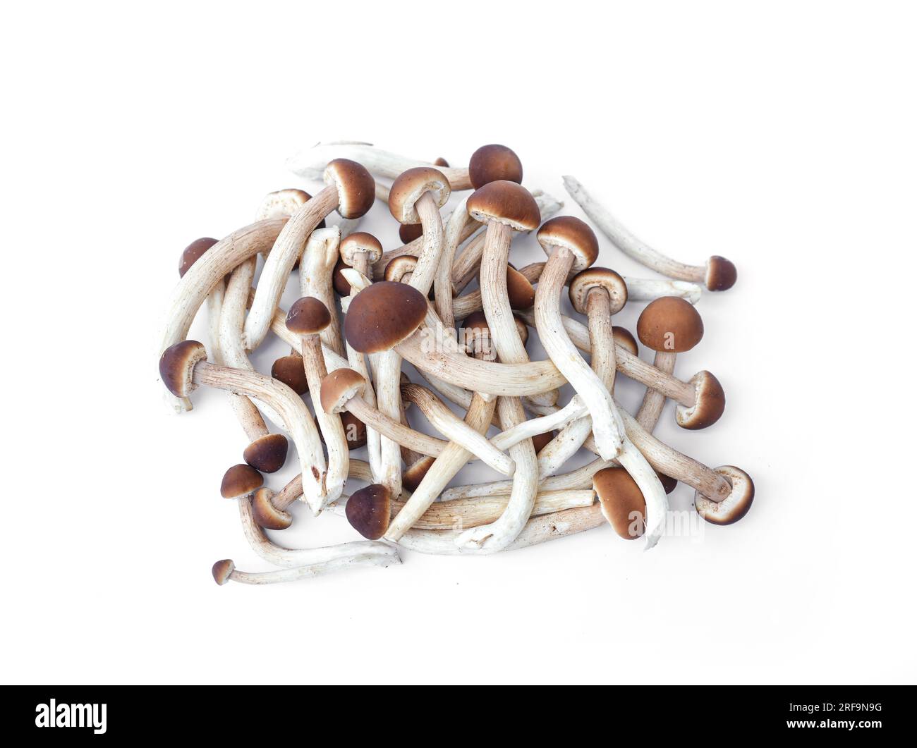 Funghi giapponesi o Yanagi matsutake isolati su sfondo bianco. Foto Stock