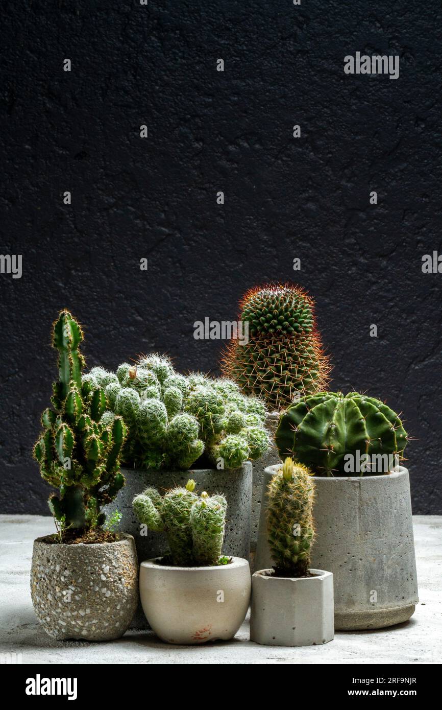 Gruppo di bellissimi cactus piantati in teglia di cemento e su sfondo nero Foto Stock