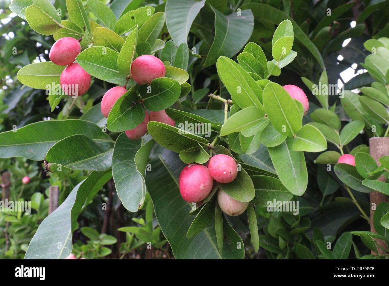 Caranda Carissa frutto su albero in azienda che sono comunemente usati come condimento in sottaceti e spezie Foto Stock