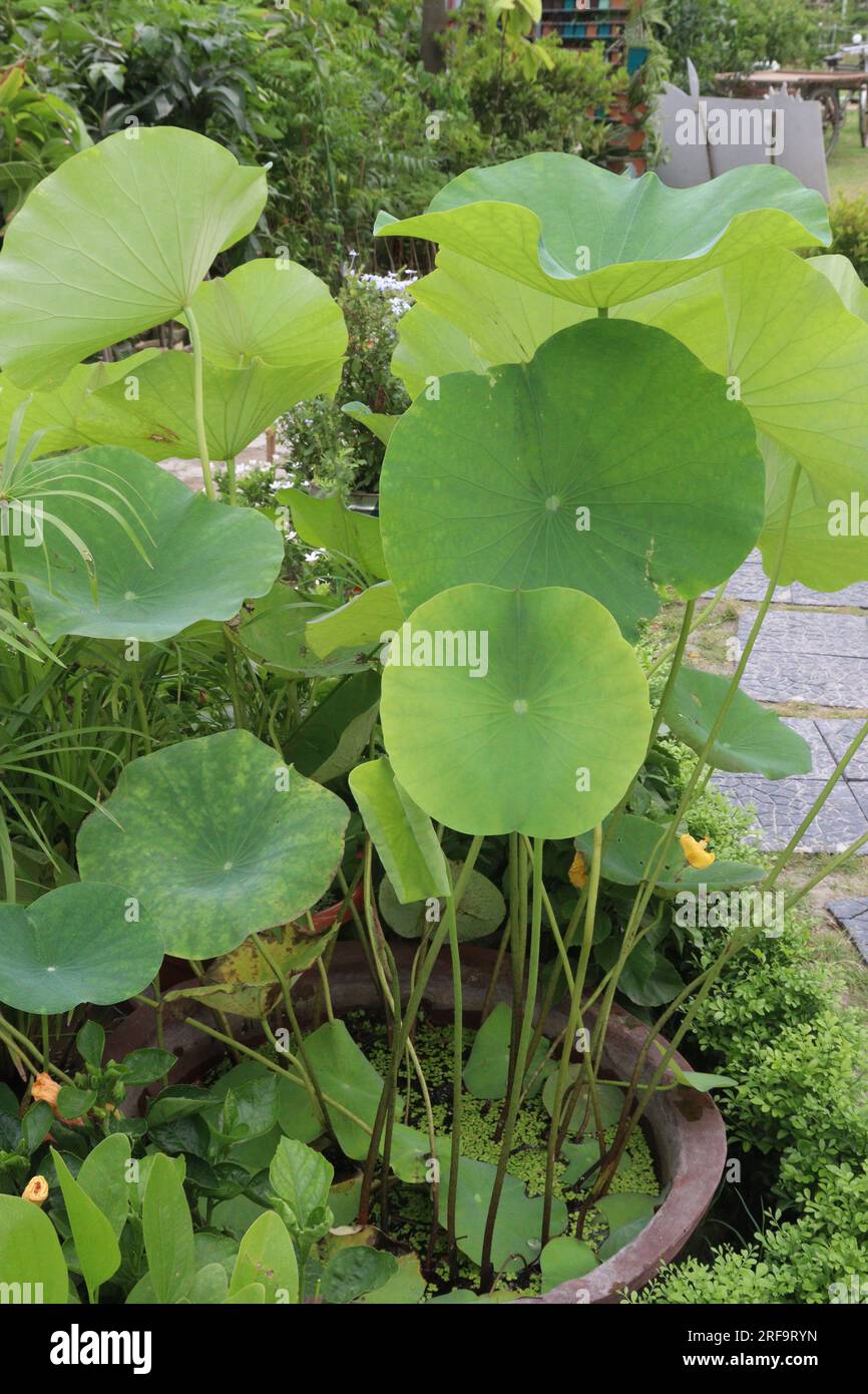 Il Nelumbo nucifera, detto anche fiore di loto in vaso in fattoria per la raccolta, è una coltura da contante Foto Stock