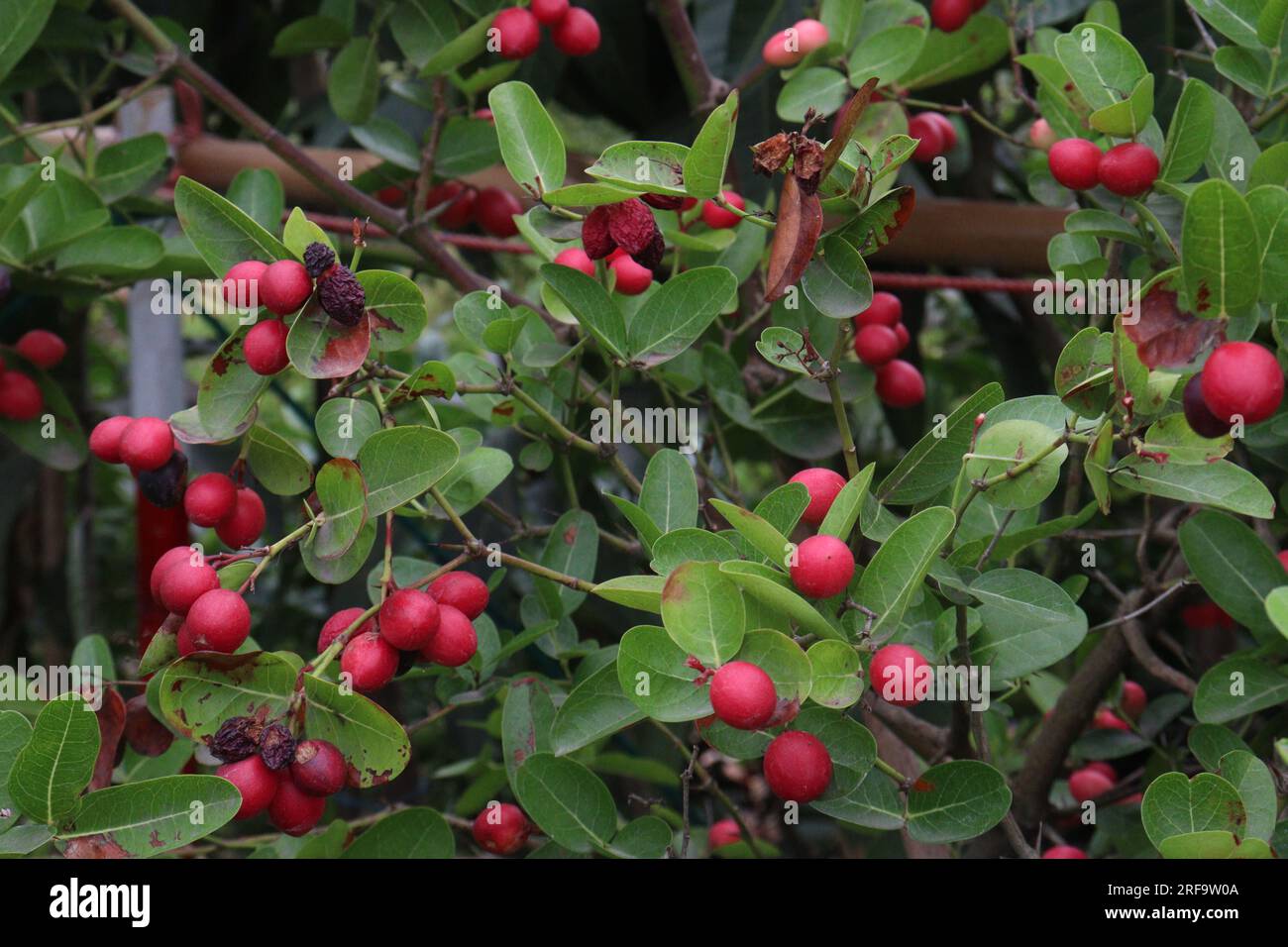 Caranda Carissa frutto su albero in azienda che sono comunemente usati come condimento in sottaceti e spezie Foto Stock