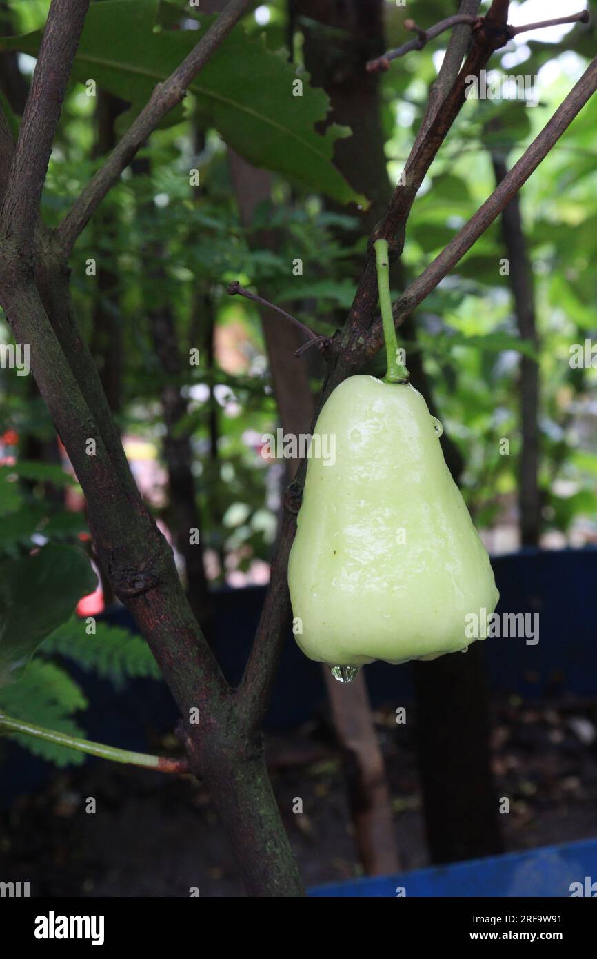 La mela di rosa acquosa sull'albero è coltivata per il suo legno e frutti commestibili Foto Stock