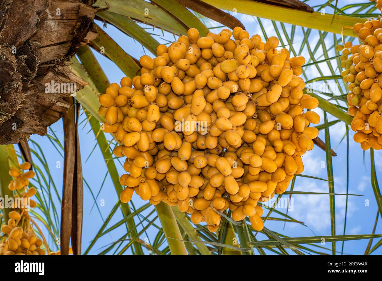 Mazzi di gialli datteri su un albero a Dubai Foto Stock
