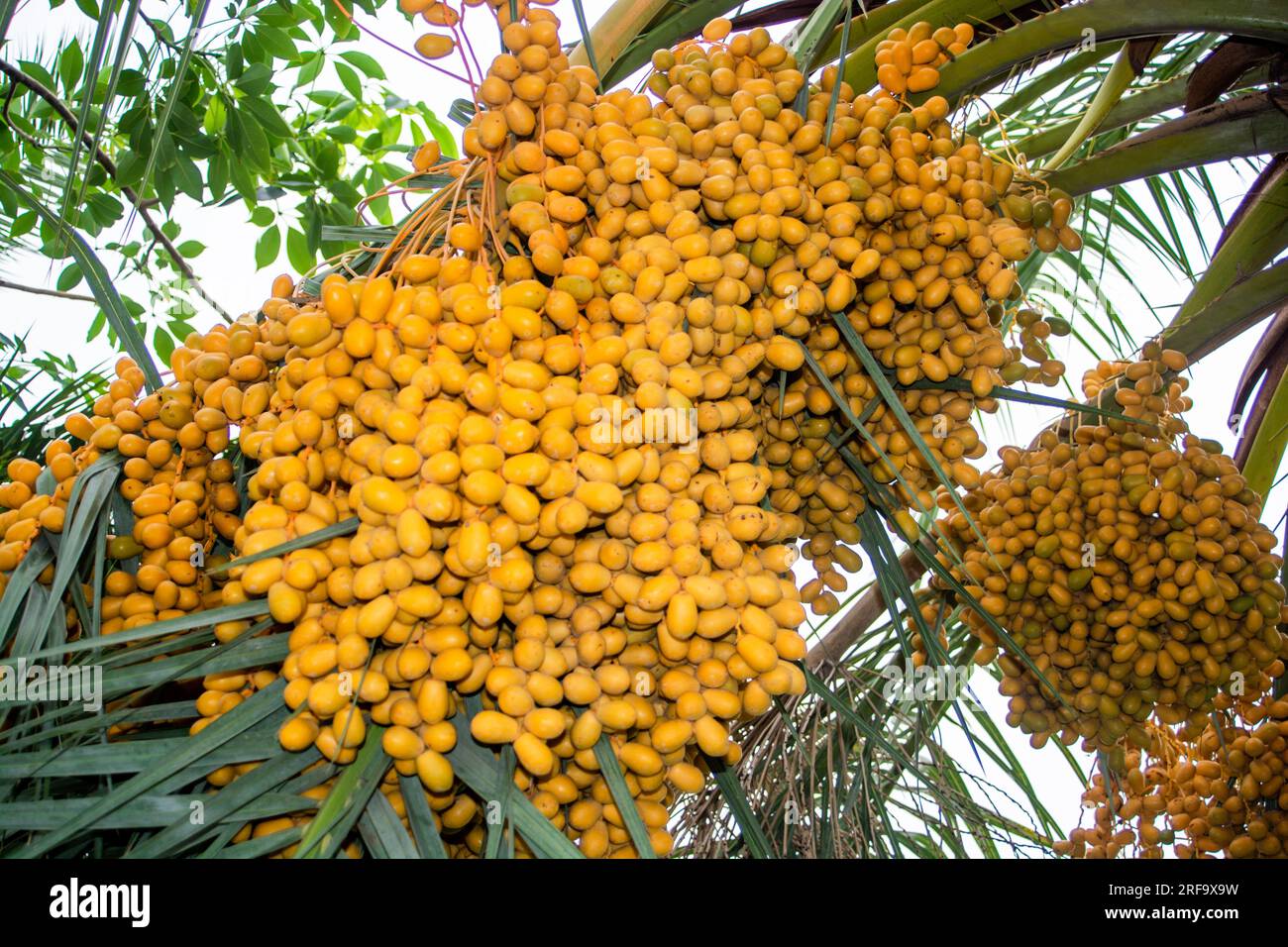 Datteri a mazzo di frutta su un albero nell'oasi del deserto arabo Foto Stock