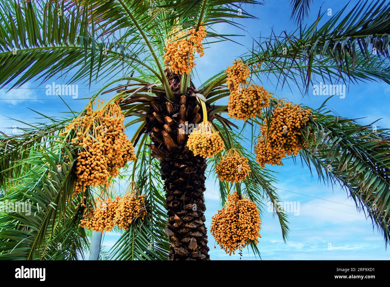 Datteri a grappoli di frutta appesi su un albero negli Emirati Arabi Uniti Foto Stock