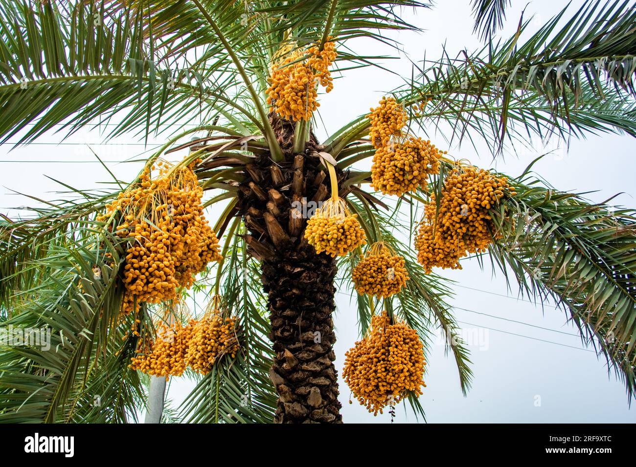 Grappoli gialli di frutta di dattero su un albero negli Emirati Arabi Uniti Foto Stock