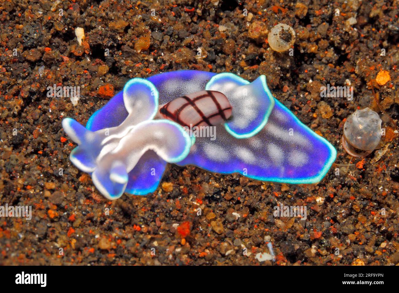 Juvenile Bubble Shell, miniature Melo, Micromelo undatus, precedentemente descritto come Micromelo undata. Tulamben, Bali, Indonesia. Mar di Bali, Oceano Indiano Foto Stock