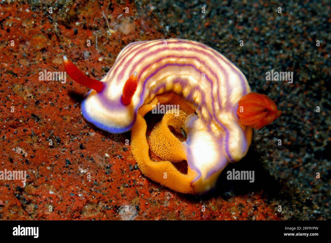 NudiBranch Sea Slug, Hypselodoris whitei, che depone un nastro d'uovo. Tulamben, Bali, Indonesia. Mar di Bali, Oceano Indiano Foto Stock