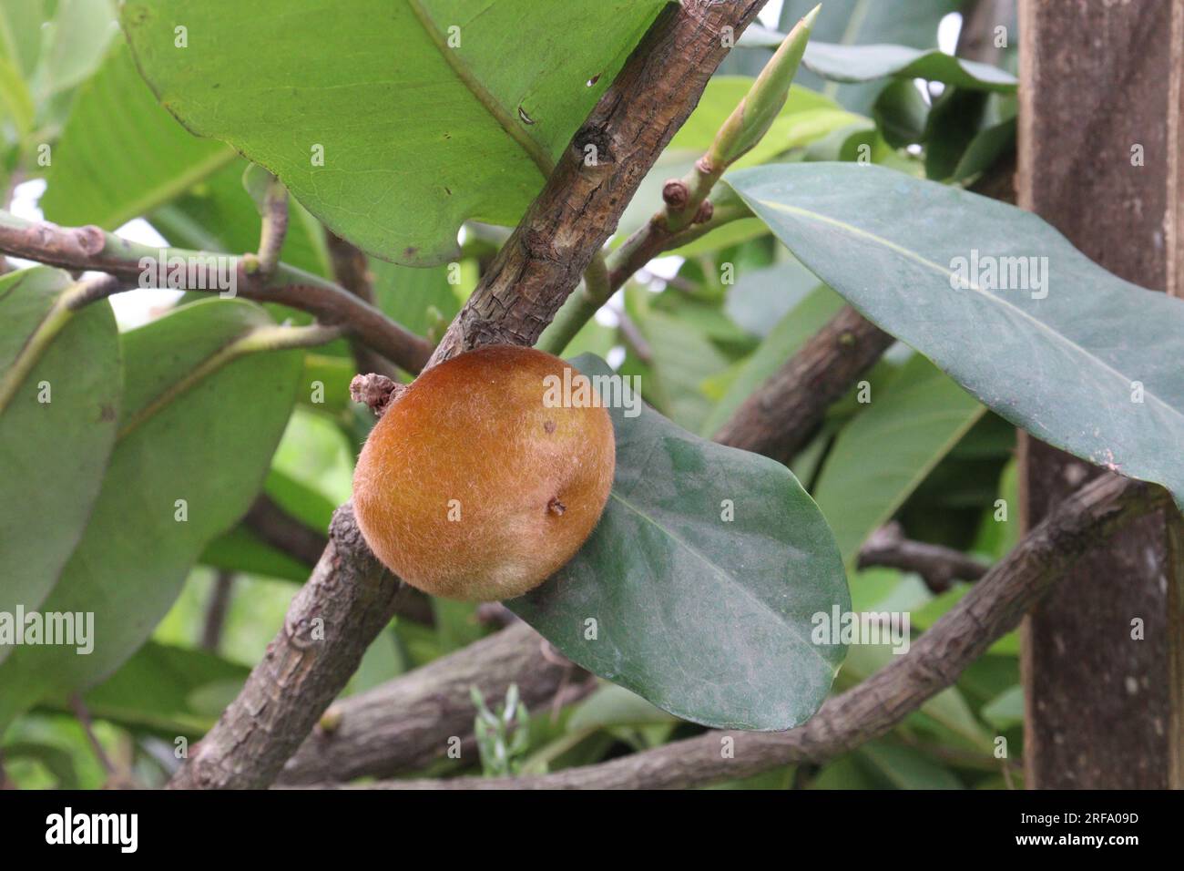 La mela di velluto su un albero in fattoria per la raccolta sono colture da contante Foto Stock