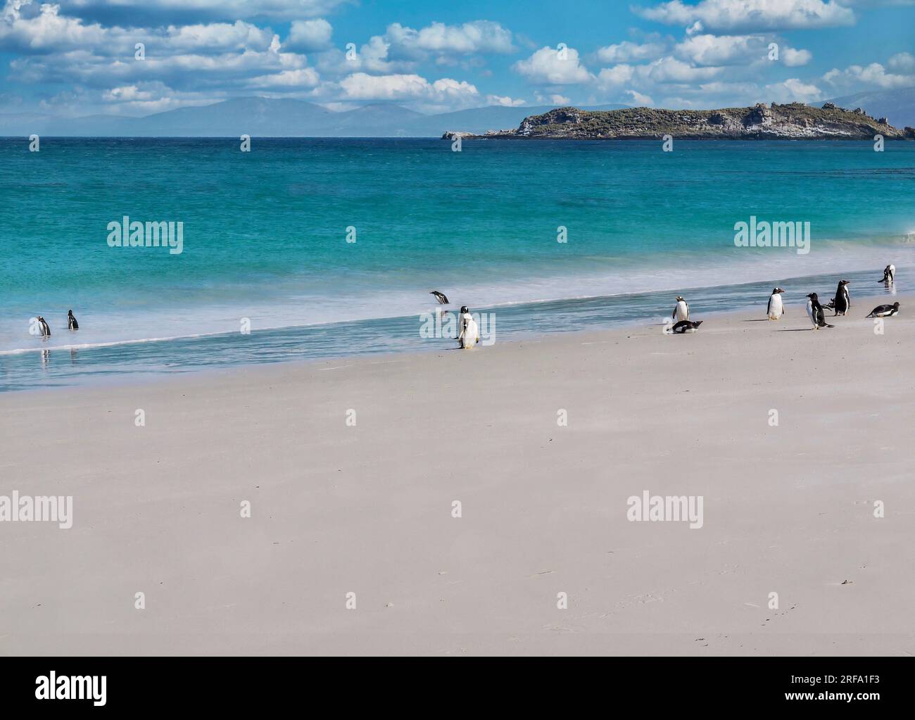 Un gruppo di pinguini gentoo (Pygoscelis papua) giocano a Leopard Beach su Carcass Island, nelle isole Falkland occidentali. Foto Stock