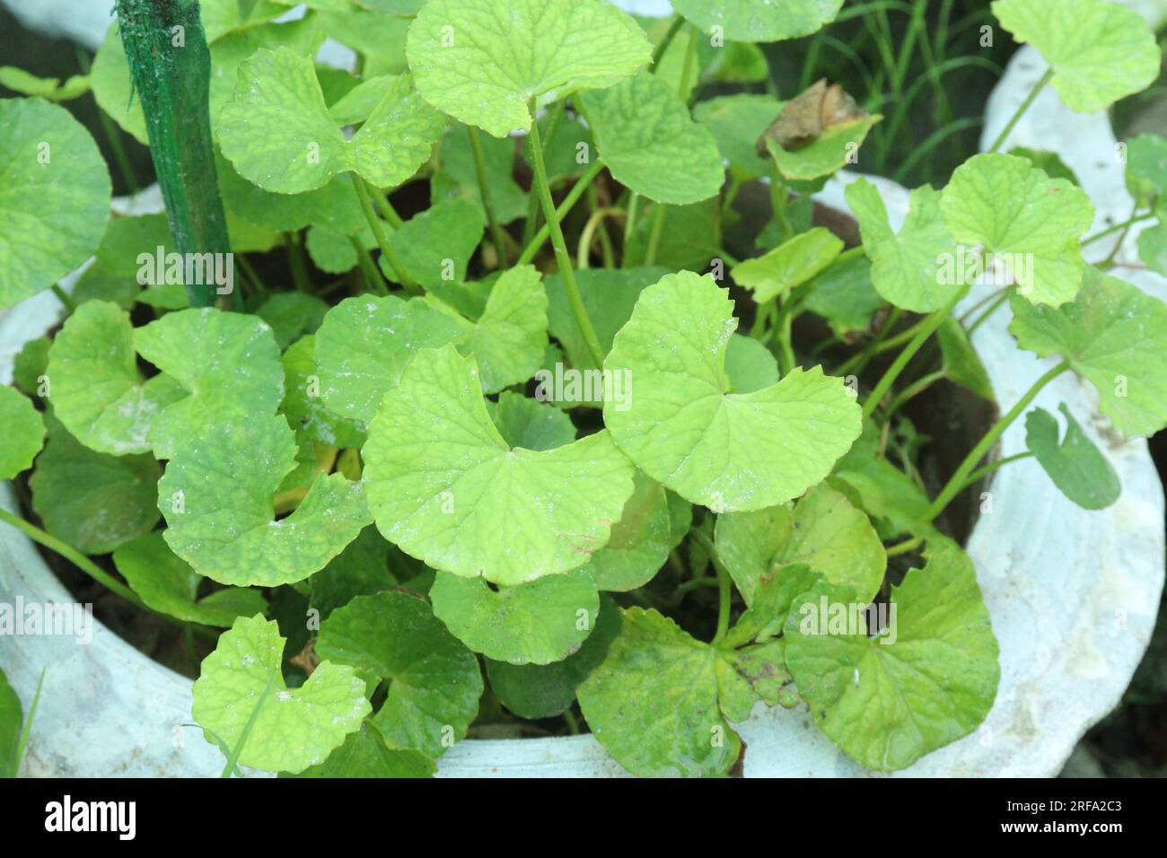 Centella asiatica pianta a foglia su vaso con acqua per la raccolta sono colture da contante Foto Stock