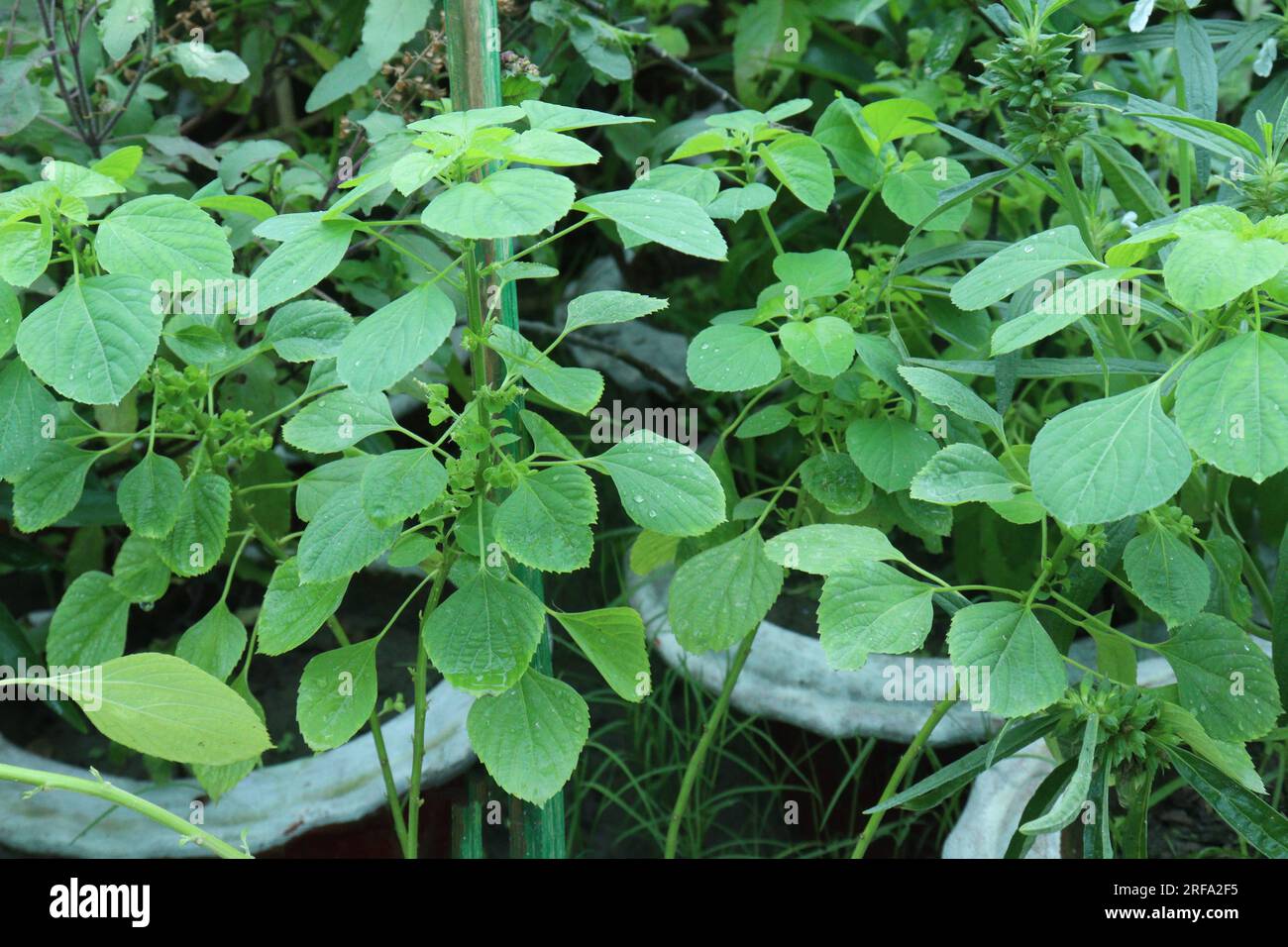 Acalypha indica pianta arborea su vaso in vivaio per la raccolta Foto Stock