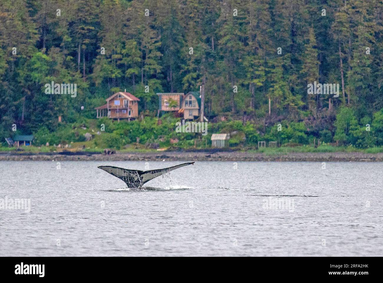 Megattere nelle acque al largo di Juneau Foto Stock