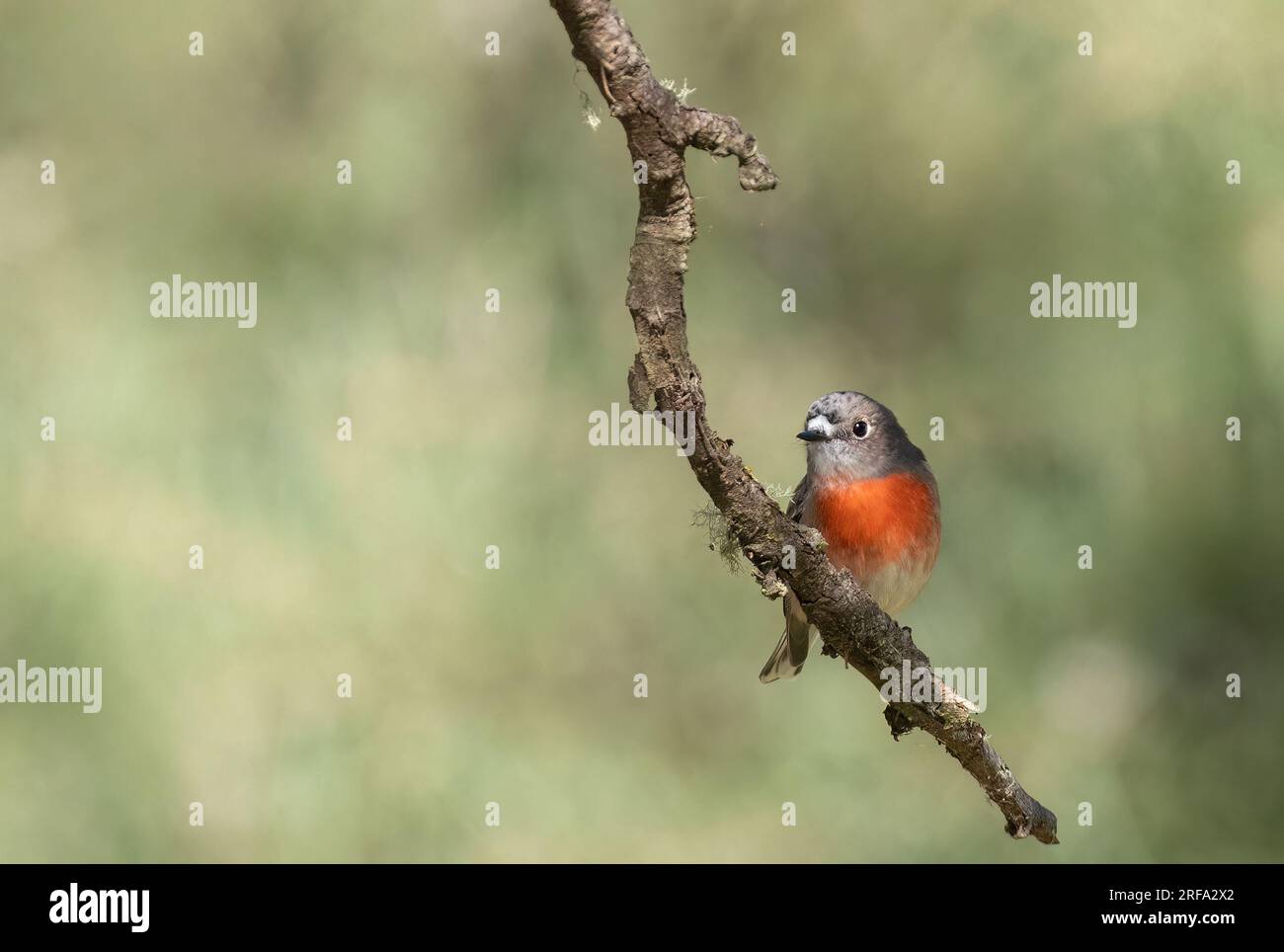 La fiamma Robin ( Petroica phoenicea ) si nutre di insetti, ragni e altri piccoli artropodi. Gli uccelli prendono le prede dal terreno, Foto Stock