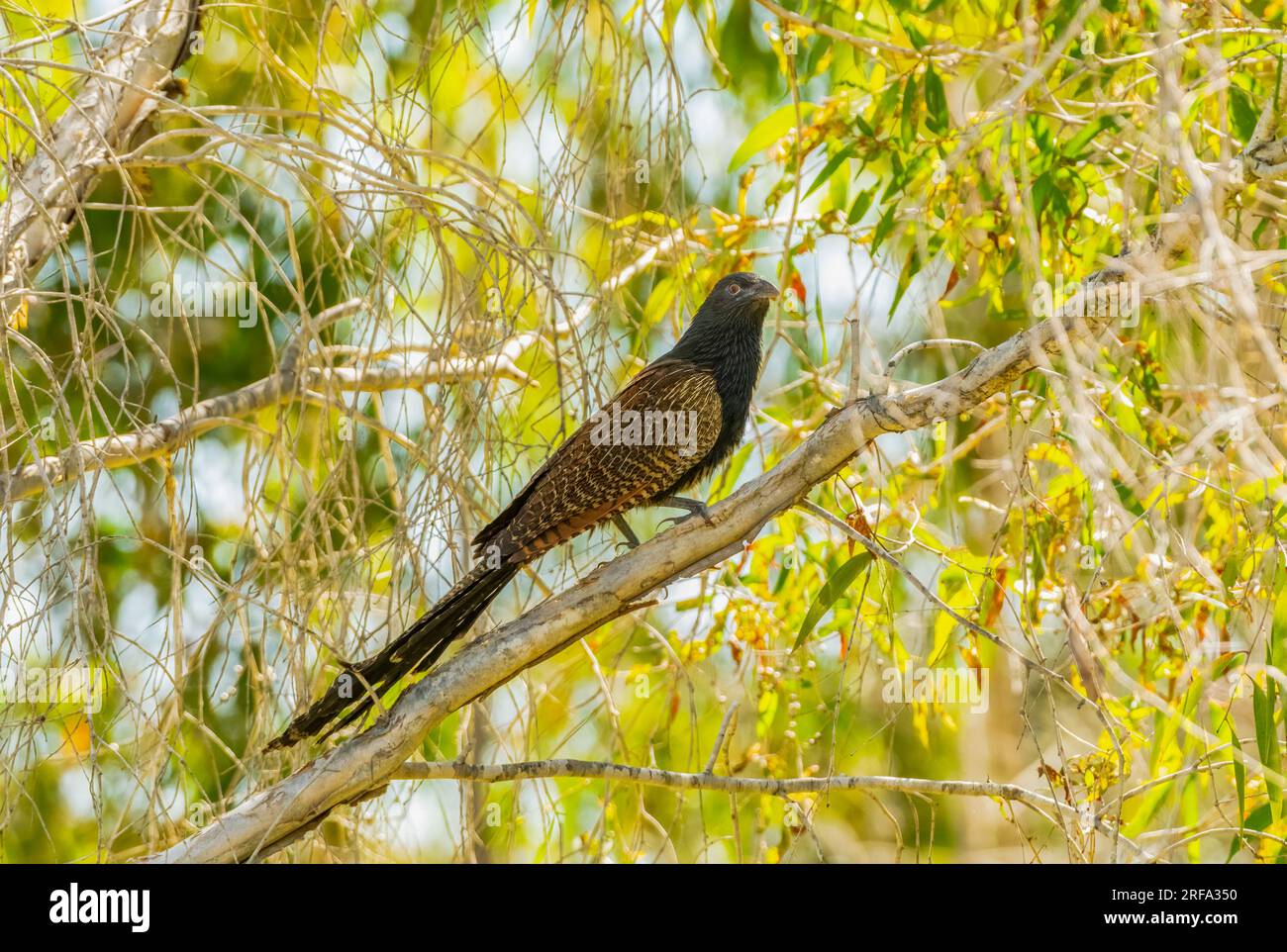 Il Pheasant Coucal (Centropus phasianinus) è un cuculo molto grande che si trova nelle parti settentrionali e orientali dell'Australia. Foto Stock